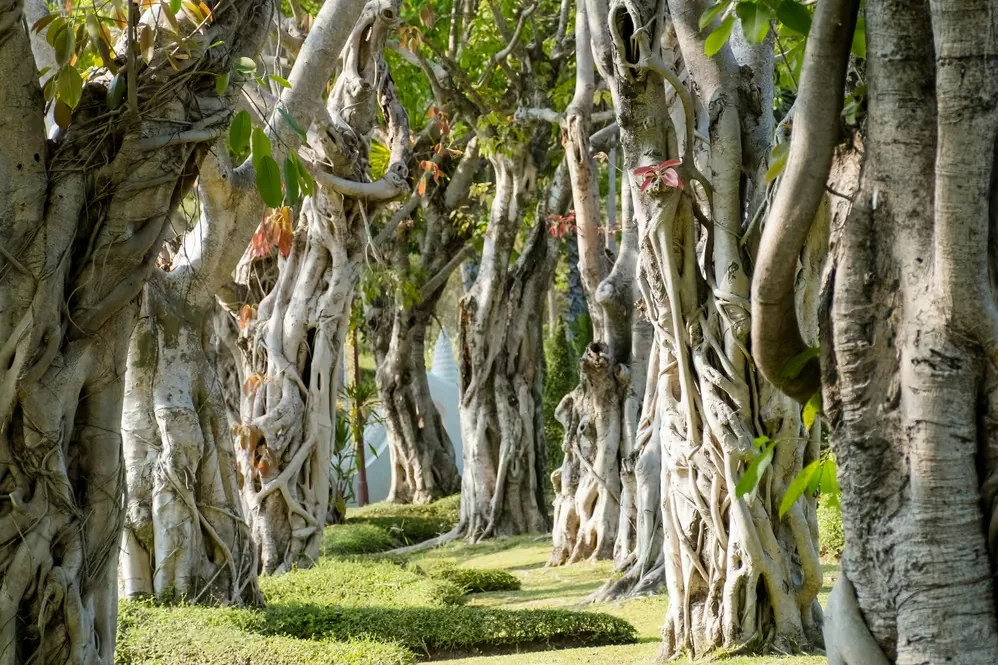 strangler tree forest grove of trees